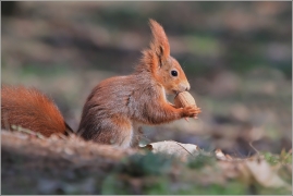 <p>VEVERKA OBECNÁ (Sciurus vulgaris) /Red squirrel - Eichhörnchen/</p>